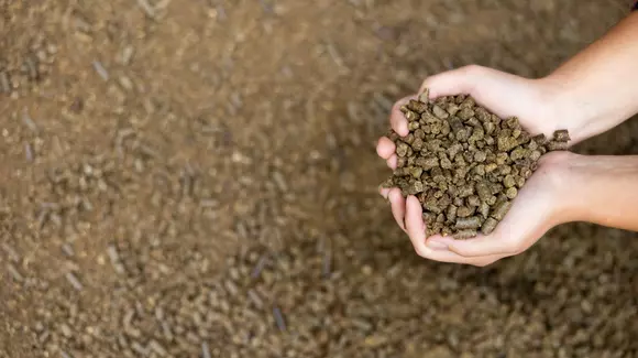 (P) Rețete simple de furaje pentru păsări și iepuri, direct la tine acasă