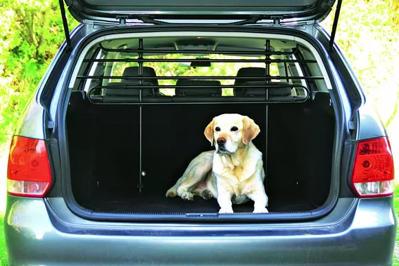 Pasageri necuvântători: Cum se transportă în siguranță animalele de companie?