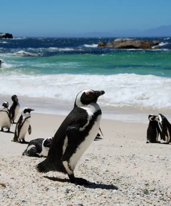 colony_of_penguins_South_Africa.jpg