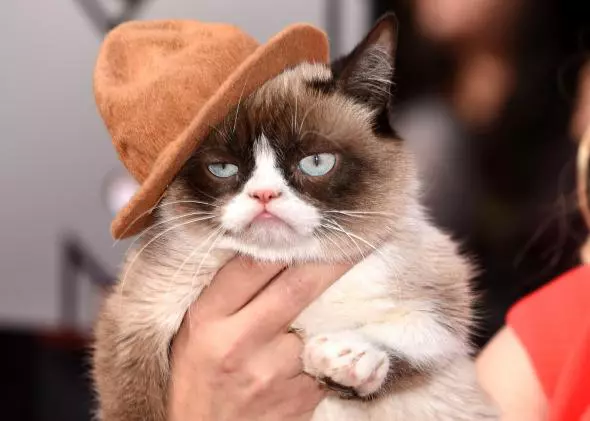 Grumpy Cat
