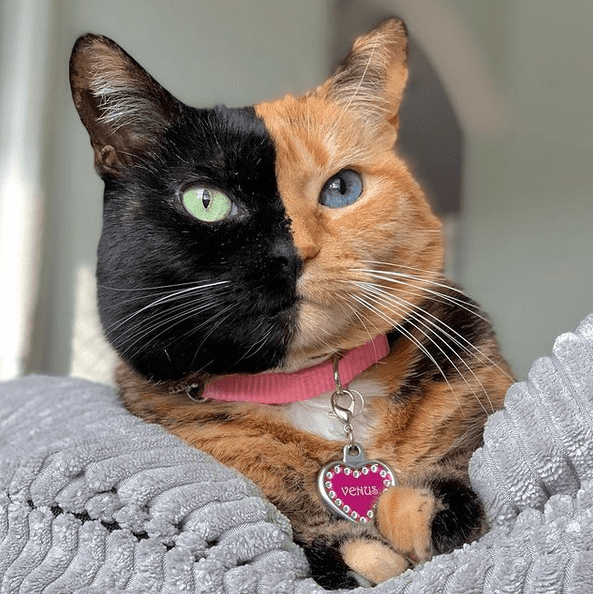 venus the two face cat