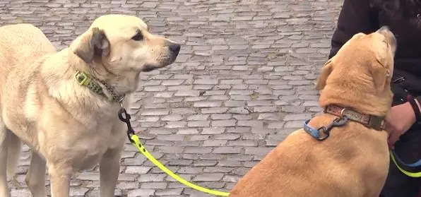 cainii-cristinei-topescujpg