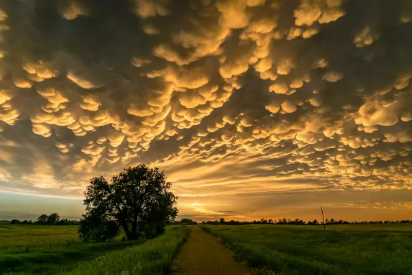 Norii mammatus