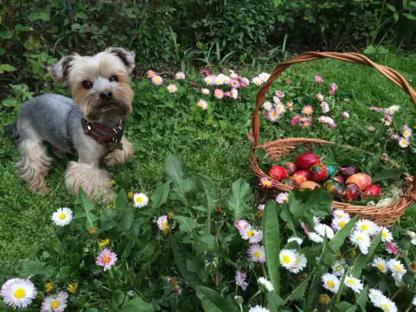 cainele Laurei Cosoi