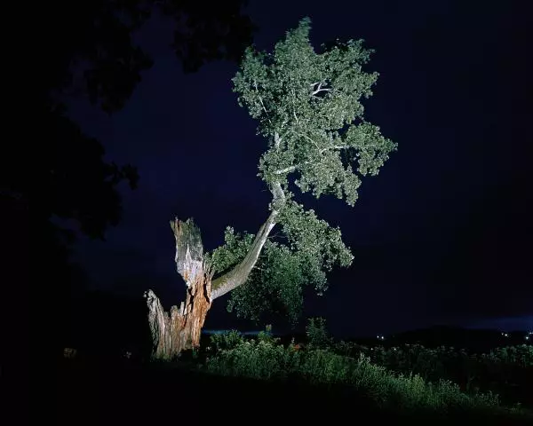 Florin Ghenade: "Plopul din Rafaila", giclee print/digigraphie