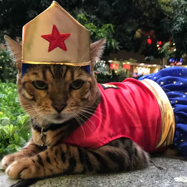 Cele mai amuzante costume de Halloween pentru animale (5)