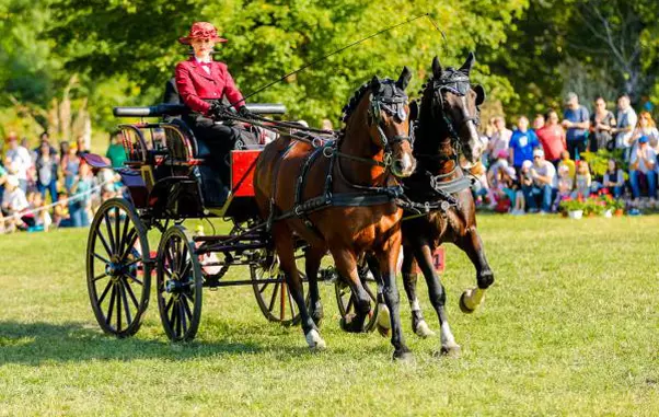 Karpatia Horse Show