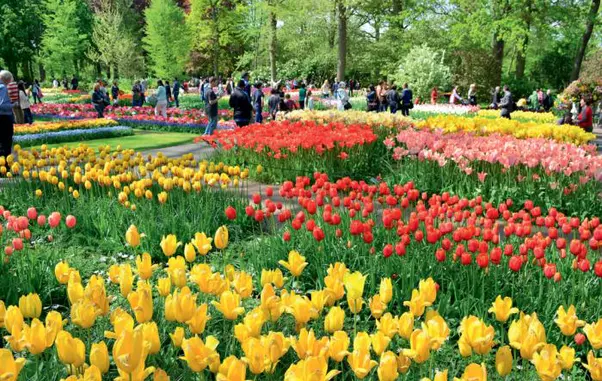 Explozie de culoare: lalelele din Keukenhof Gardens, Olanda