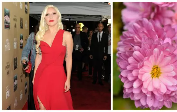 Berbec – Lady Gaga