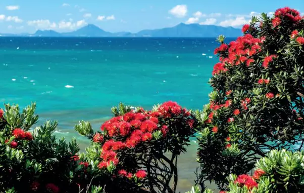 Pohutukawa din Noua Zeelandă