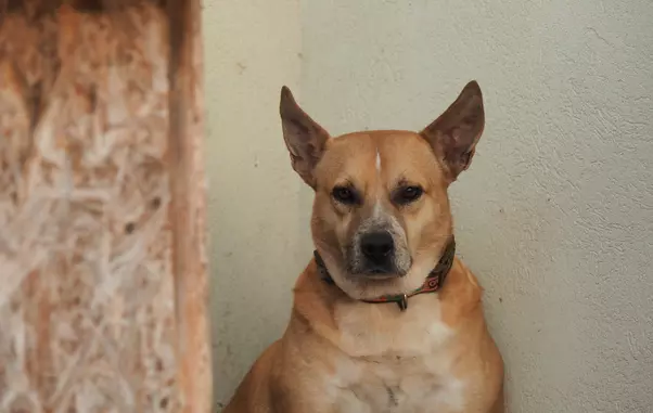 Câinii-Cristinei-Țopescu-1