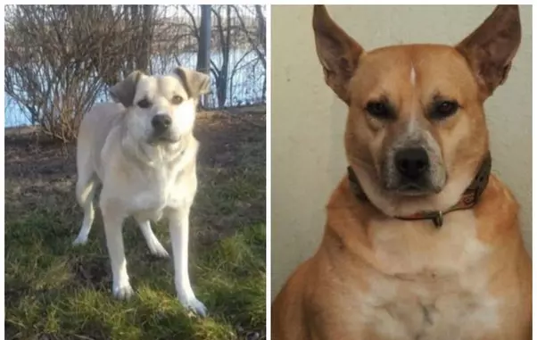 Cristina Țopescu câini