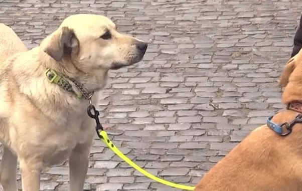 cainii-cristinei-topescujpg