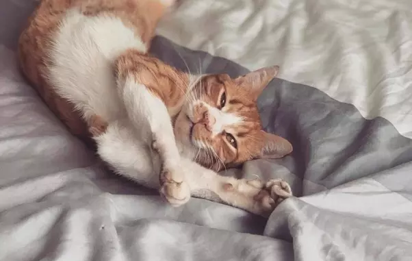 173851129-507274163975956-4849798193143262842-n