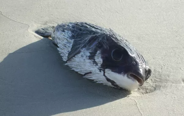 aceste-alimente-sunt-toxice-1