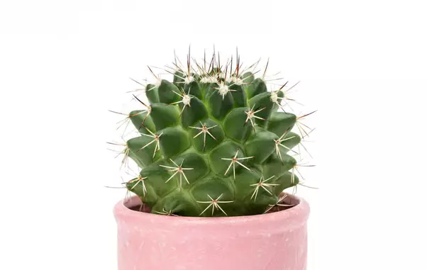 Cactus,Isolated,On,White,Background.,Aloe,And,Other,Succulents,In