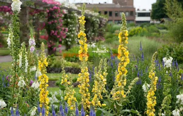 verbascum-phlomoides