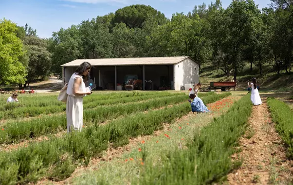 rozmarin-provence-weleda (2)