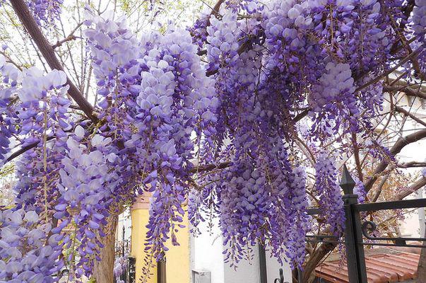 Florile Cățărătoare Arcade De Parfum și Culoare Utile