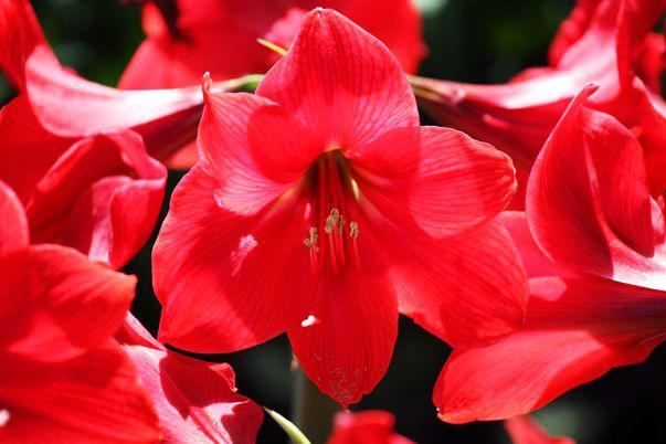 Cum Poți Obține Crinii Cei Mai Frumoși