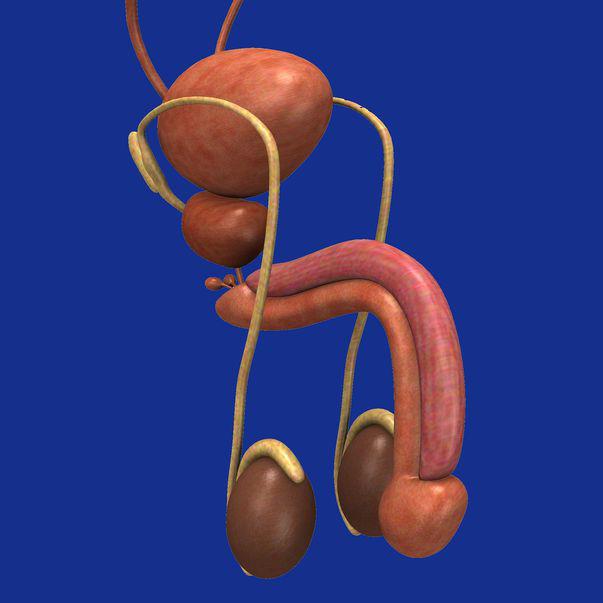 Cancerul Testicular Simptome și Tratament