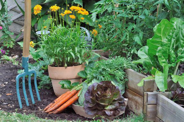 Flori și Ierburi Aromatice Care Ajută Legumele Să Crească
