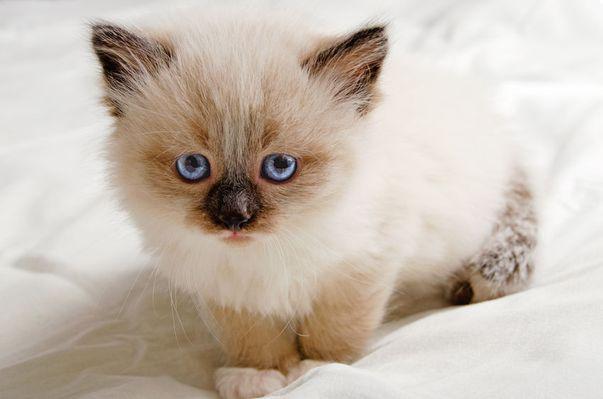 5 Rase De Pisici Cu Cei Mai Frumoși Ochi Albaștri