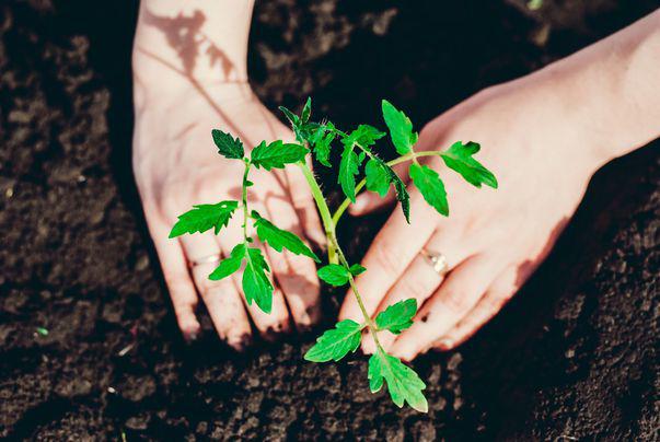 Cum Să Cultivi Roșii Proaspete In Propria Grădină 5 Pași Simpli Ingrijirea Plantelor Libertatea Pentru Femei