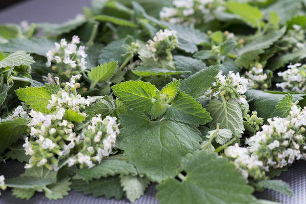 Cultivă Roinița Planta Medicinală Pentru O Inimă Sănătoasă
