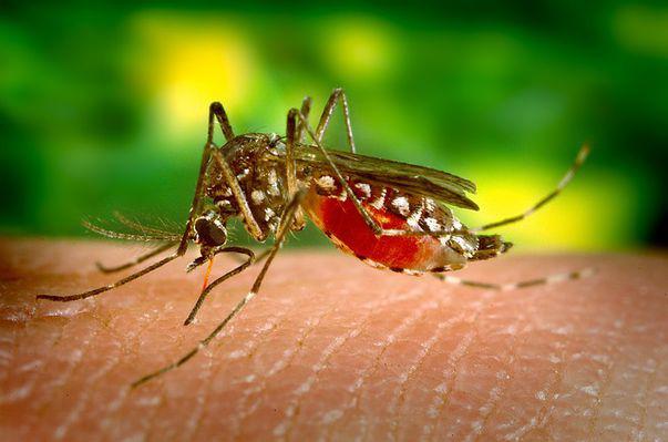 12 Remedii Naturale Contra Ințepăturilor De țanțari La Copii
