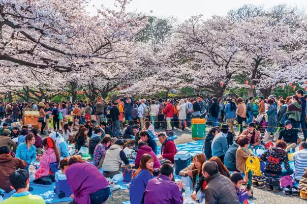 Festivalul florilor de cireș în Parcul Ueno, Tokyo