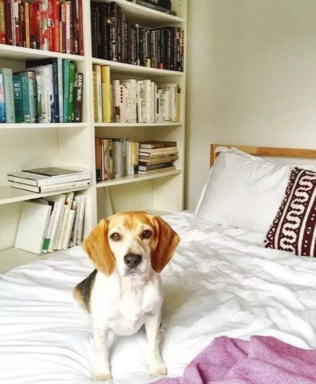 Cățelul salvat de Meghan de la un adăpost de animale.