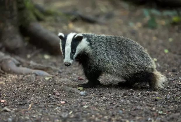 Animale sălbatice -bursucul