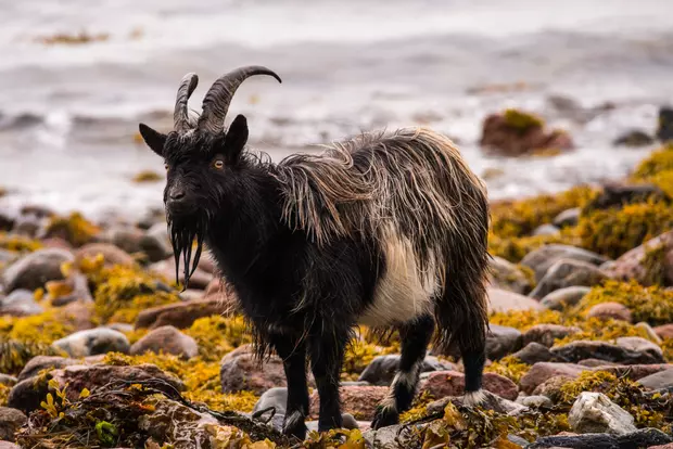 Animale sălbatice - Capra neagră