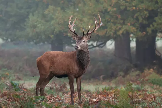 Animale sălbatice- cerbul