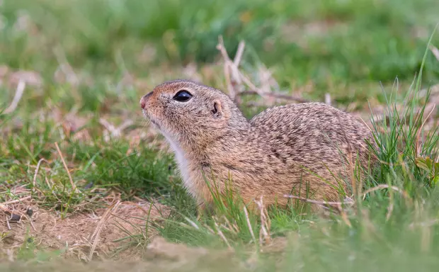Animale sălbatice- Popândăul