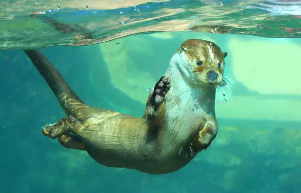 Animale sălbatice-vidra