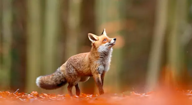 Animale sălbatice- vulpea