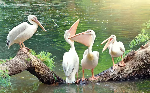 Animale pe cale de dispariție- Pelicanul