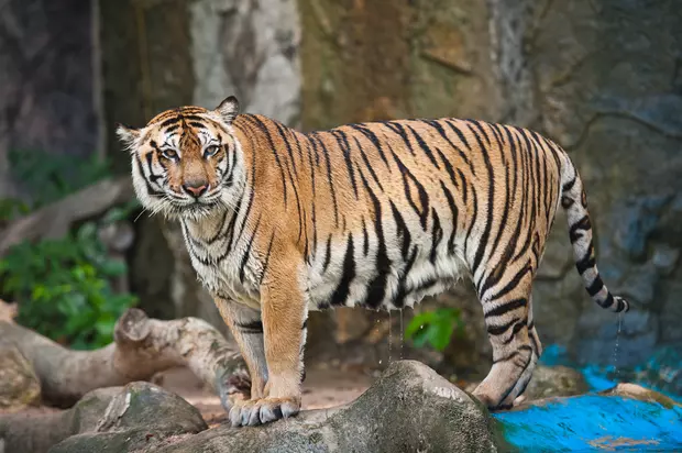 Animale pe cale de dispariție- Tigrul Sumatran