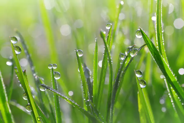 Fenomene ale naturii - Roua