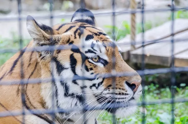 Locuri de vizitat în București cu copiii-Zoo Băneasa