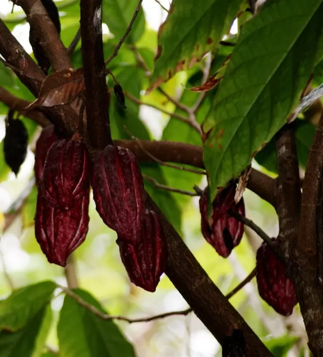 Cacao