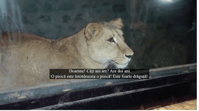 Captură-de-ecran-din-2020.12.10-la-13.32.44