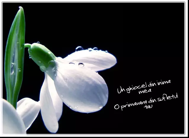 1_martie1_88751100_67017500-1