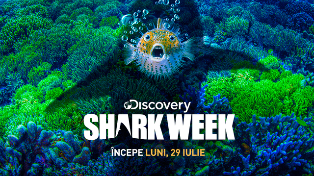 Din 29 iulie Discovery difuzează ediții noi ale emisiunii „Shark week”