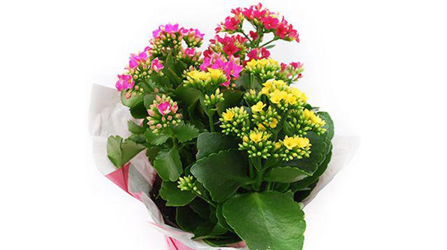 Cum Să Ingrijești Kalanchoe Să Facă Flori Mai Des