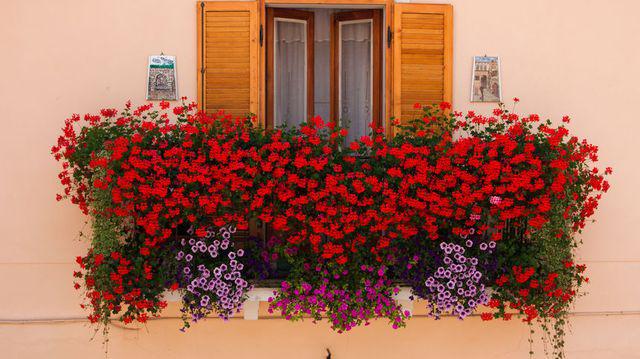 Cele Mai Frumoase Flori Pentru Jardiniere