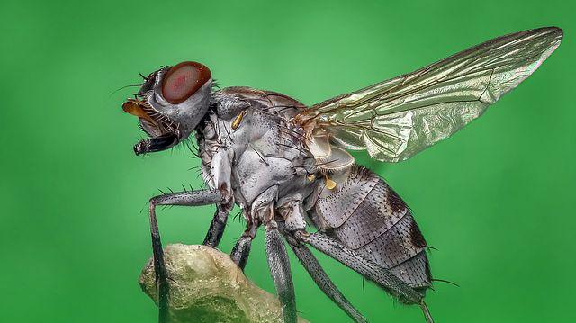 Cum Scapi De Muște și Insecte Cu Ajutorul Soluțiilor Naturiste