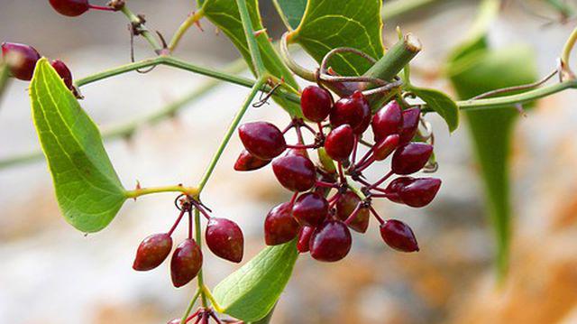 Top 6 Remedii Naturiste Pentru Boala Lyme Ce Plante Te Ajută